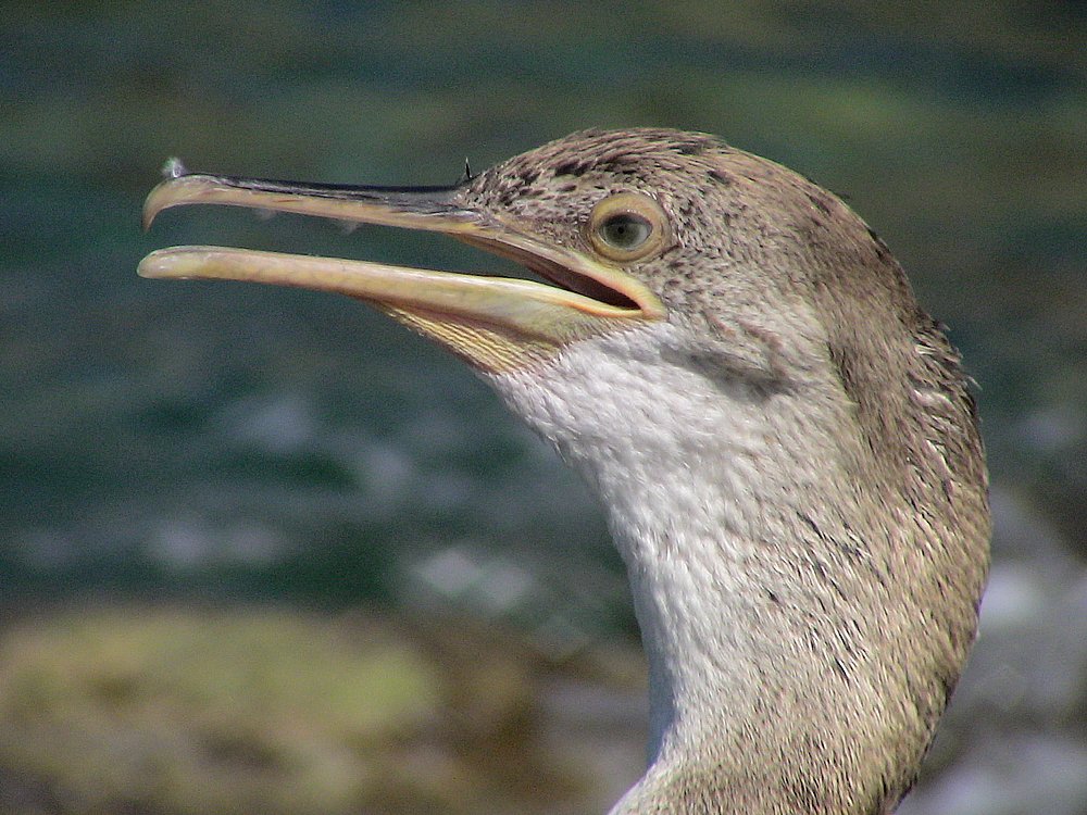Cap Corse, Marine di Giottani (Kormoran 3).JPG